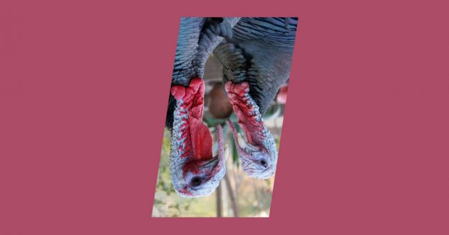 weird-bfcm-2020 Photo of turkey birds, symbolizing Black Friday, Cyber Monday and Holidays