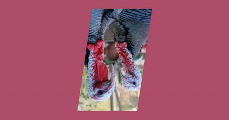 weird-bfcm-2020 Photo of turkey birds, symbolizing Black Friday, Cyber Monday and Holidays