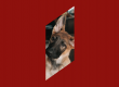 Picture of a dog symbolizing customer loyalty