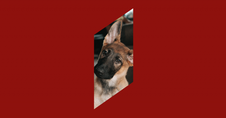 dog-customers-blog Picture of a dog symbolizing customer loyalty